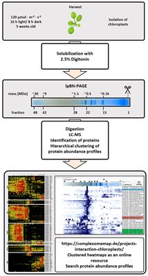 Protein assemblies in the Arabidopsis thaliana chloroplast compartment